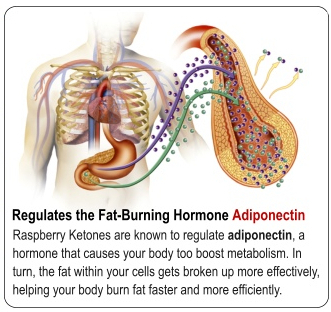 raspberry-ketone-chart-12.jpg raspberry-ketone-chart-12.jpg